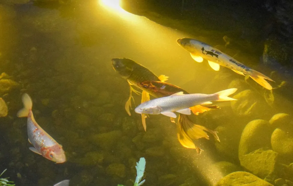 Butterfly Koi Behind Short-Finned Koi