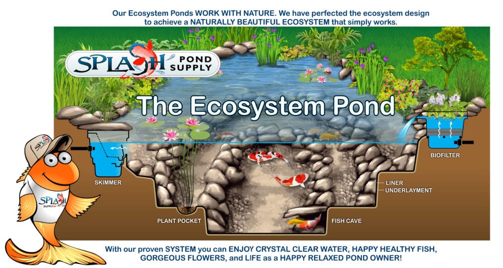 How to Create a Low-Maintenance Ecosystem Pond - Splash Supply Company
