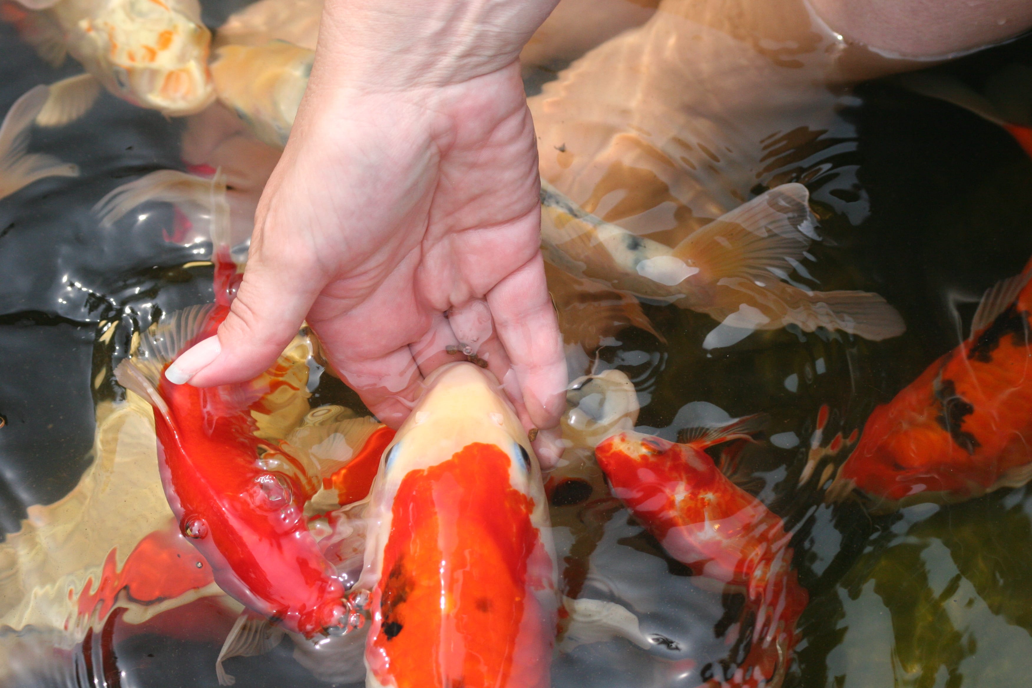 Koi pond ecosystem feeding fish