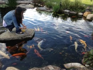 10 Ways to Keep Pond Water Naturally Clear