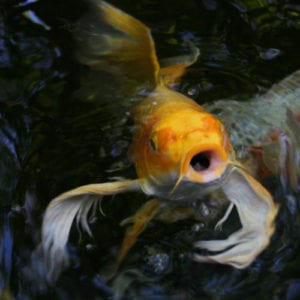 Koi Fish Care