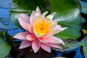 Pink Grapefruit Waterlily