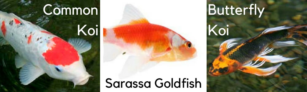 Difference koi goldfish