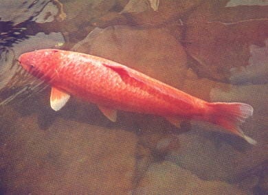 Difference koi goldfish Hanako