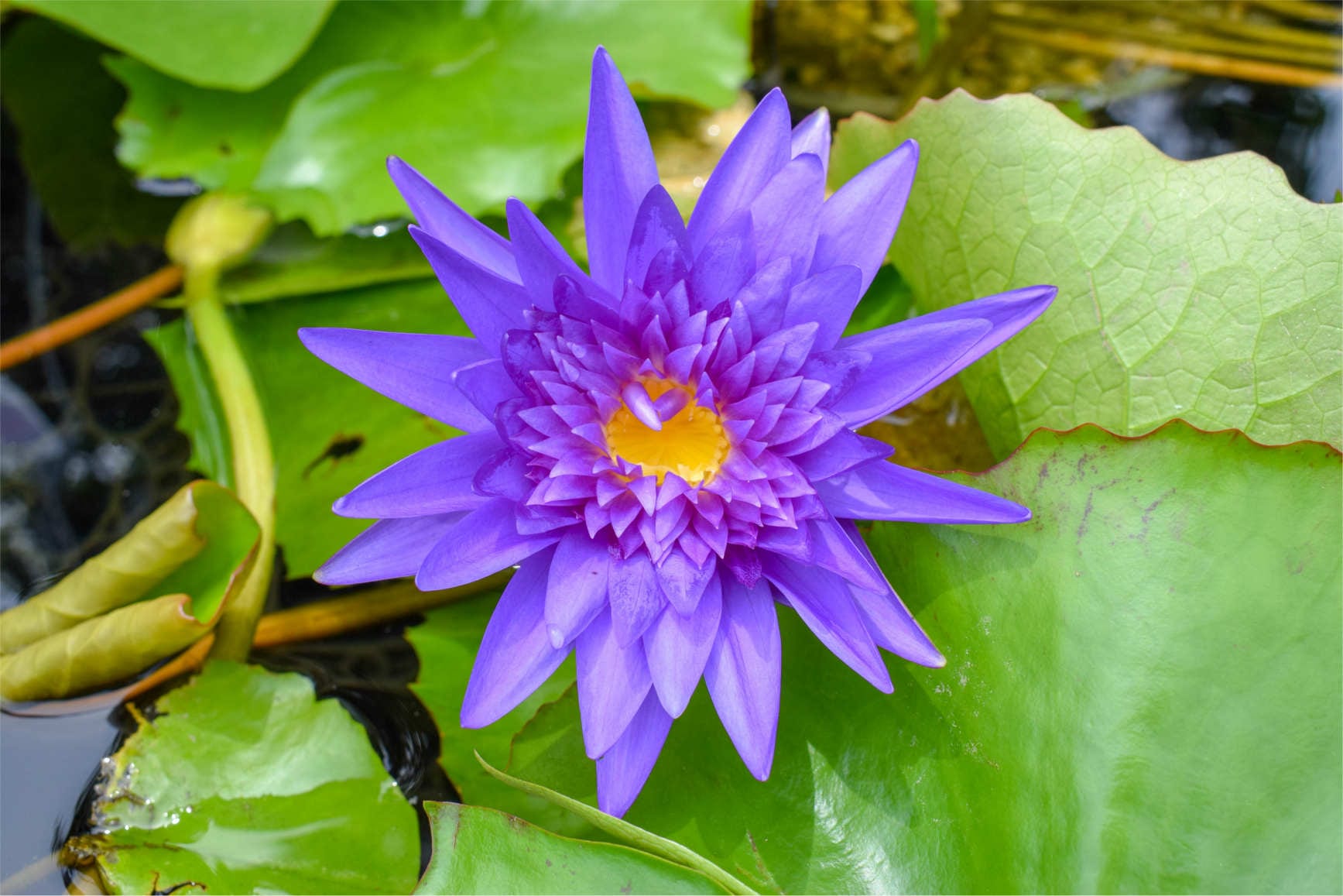 Nymphaea King of Siam Tropical Waterlily