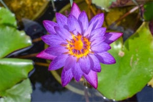 Nymphaea Lindsey Woods Tropical Waterlily