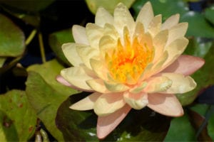 Nymphaea Mangkala Ubol Hardy Waterlily
