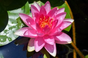 Nymphaea Meteor Hardy Waterlily