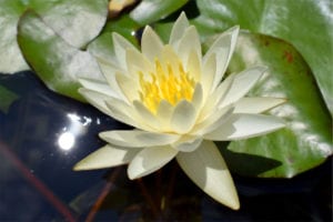 Nymphaea Moon Dance Hardy Waterlily