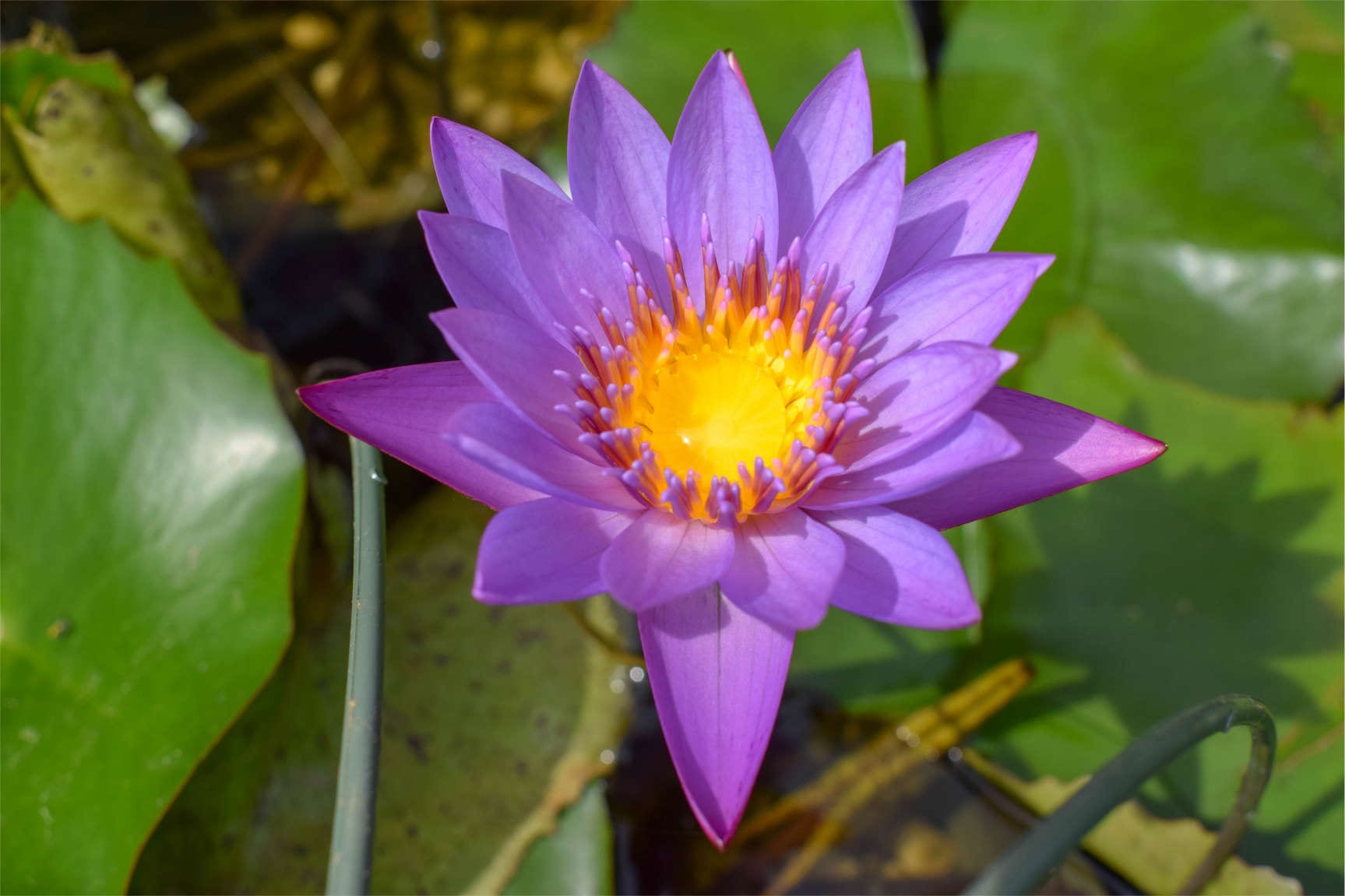 Nymphaea Panama Pacific Tropical Waterlily