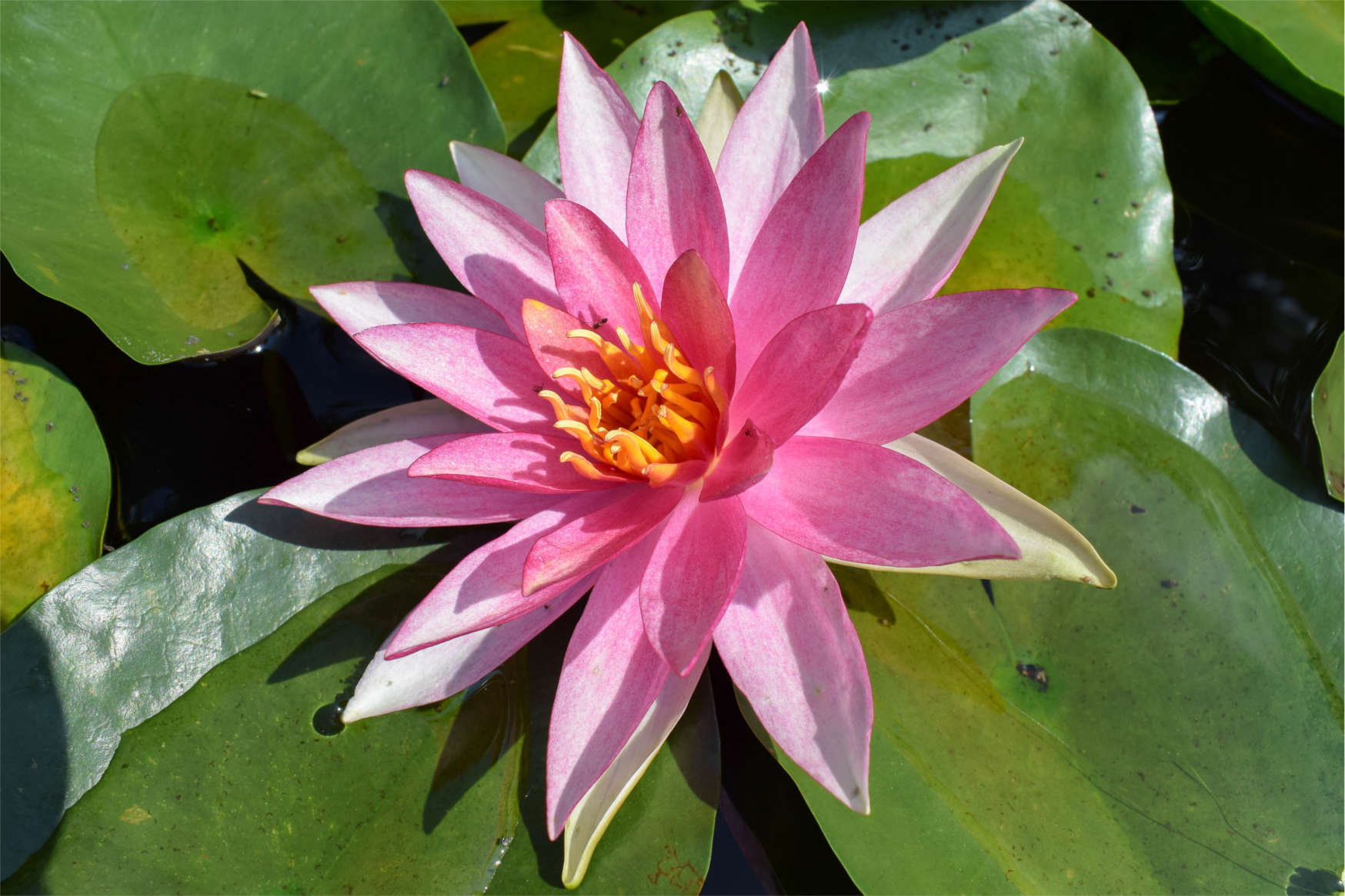 Nymphaea Pink Sparkle Hardy Waterlily