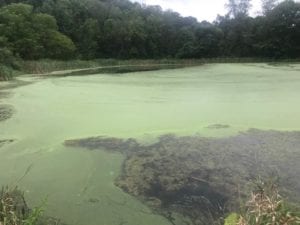 Watermeal covering a pond in York, PA