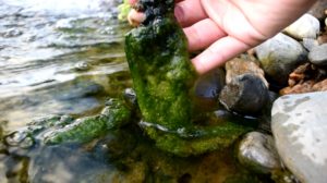 Get Rid of String Algae in Pond