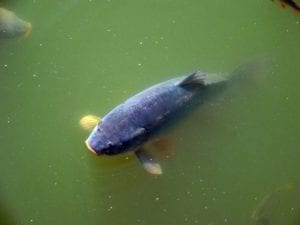 How to Get Rid of Green Water Pond Algae