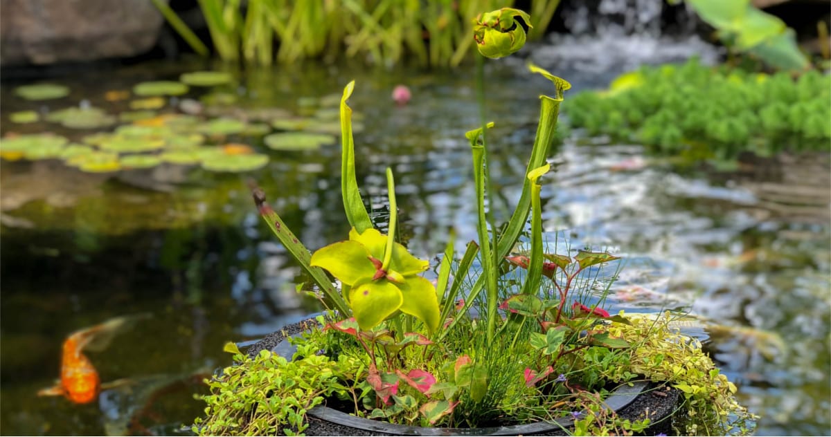 Details about   12" Floating Pond Island Planter-plant koi/water garden-aquatic-floater-flower 