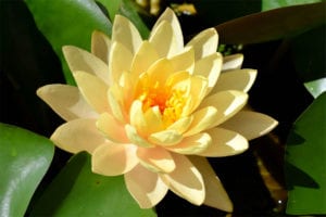 Clyde Ikins Waterlily
