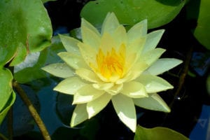 Joey Tomocik Waterlily