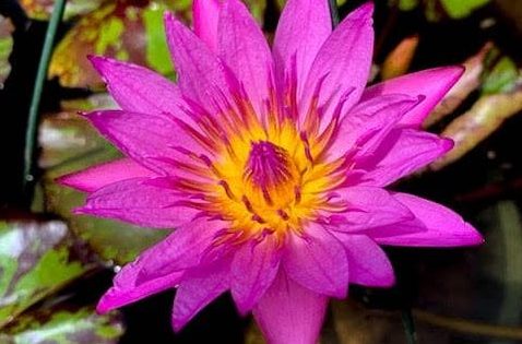 Queen of Siam Tropical Waterlily