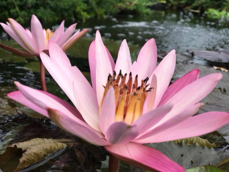 Texas Shell Pink Tropical Waterlily