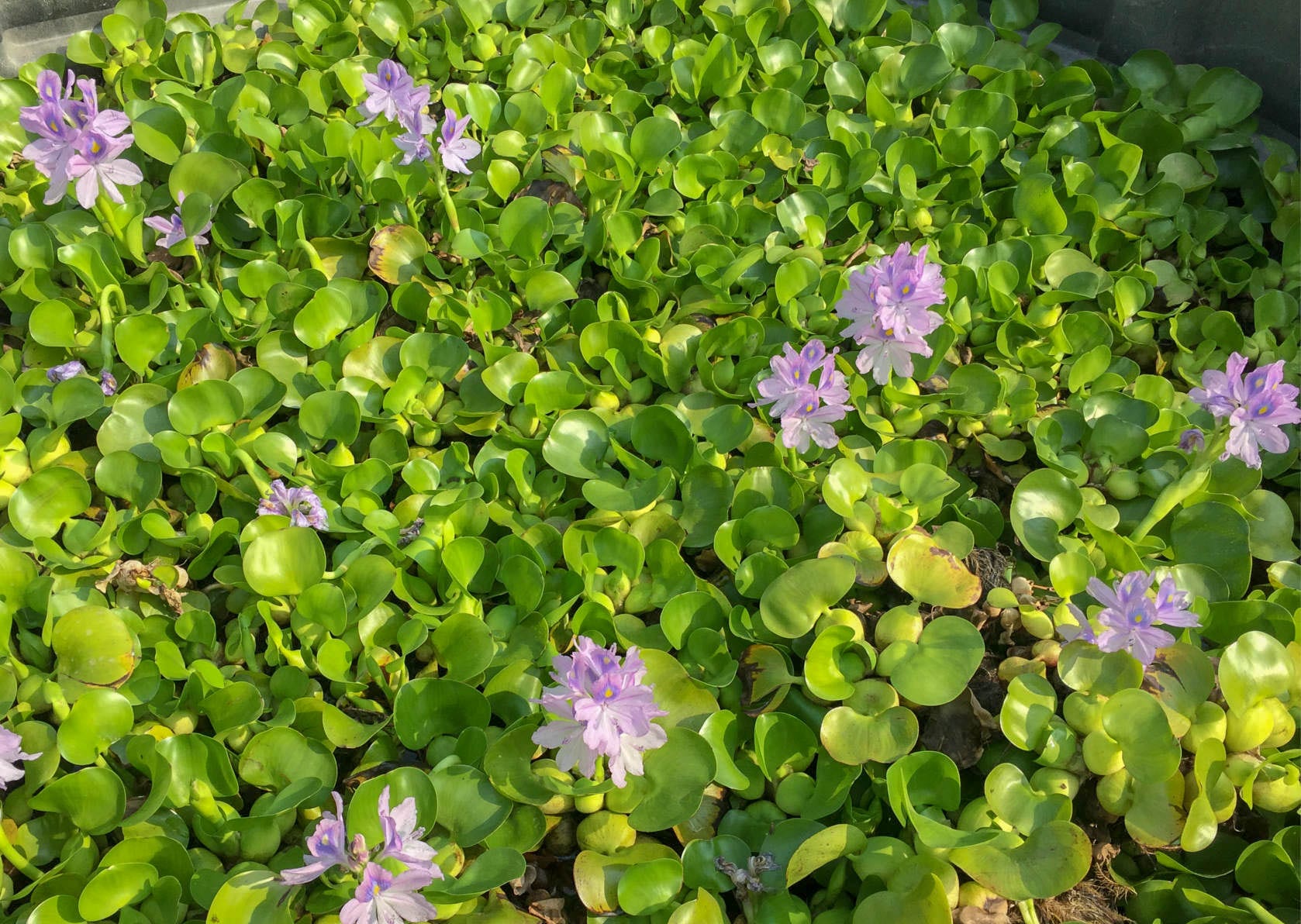 Water Hyacinth 2