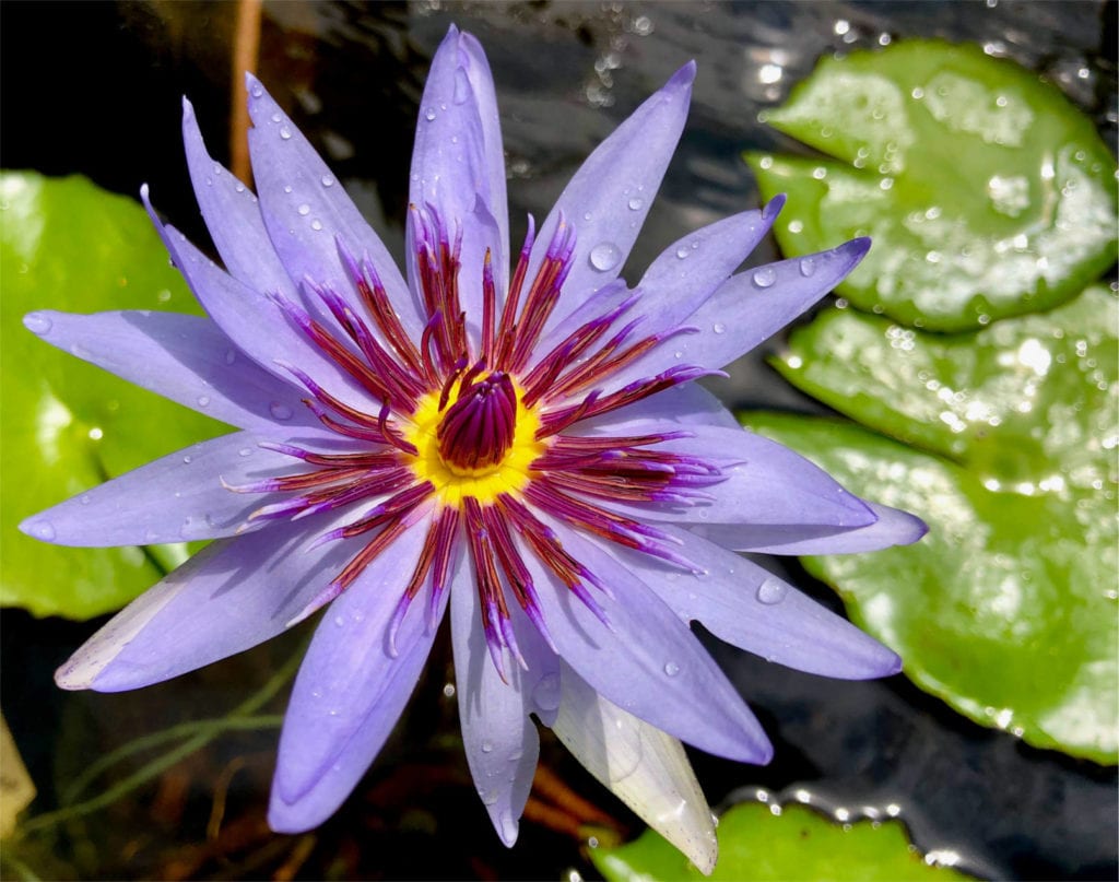 Wood's Blue Goddess Tropical Waterlily