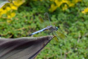 dragonfly facts