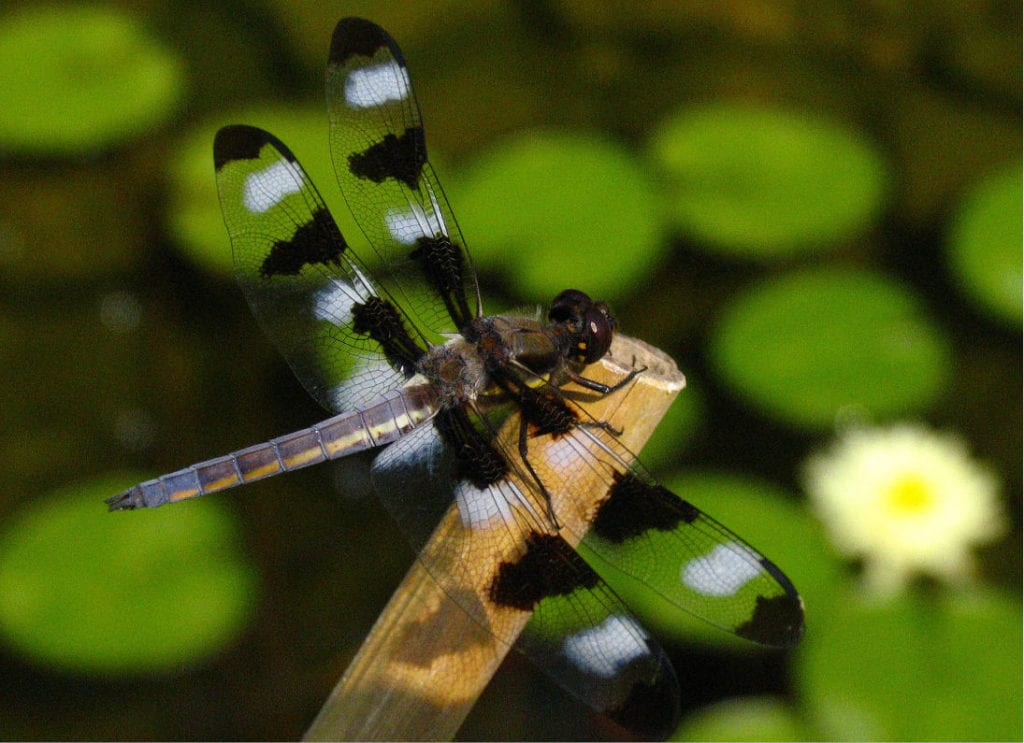 dragonfly facts