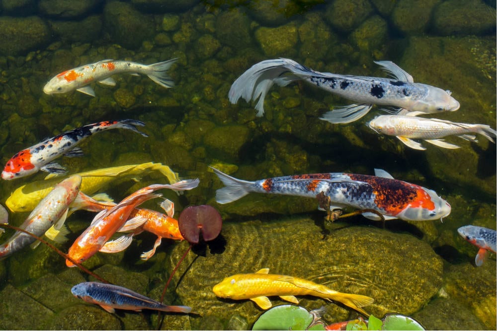 What's the difference between koi and goldfish? 4 factors to consider for your pond - Splash Supply Company