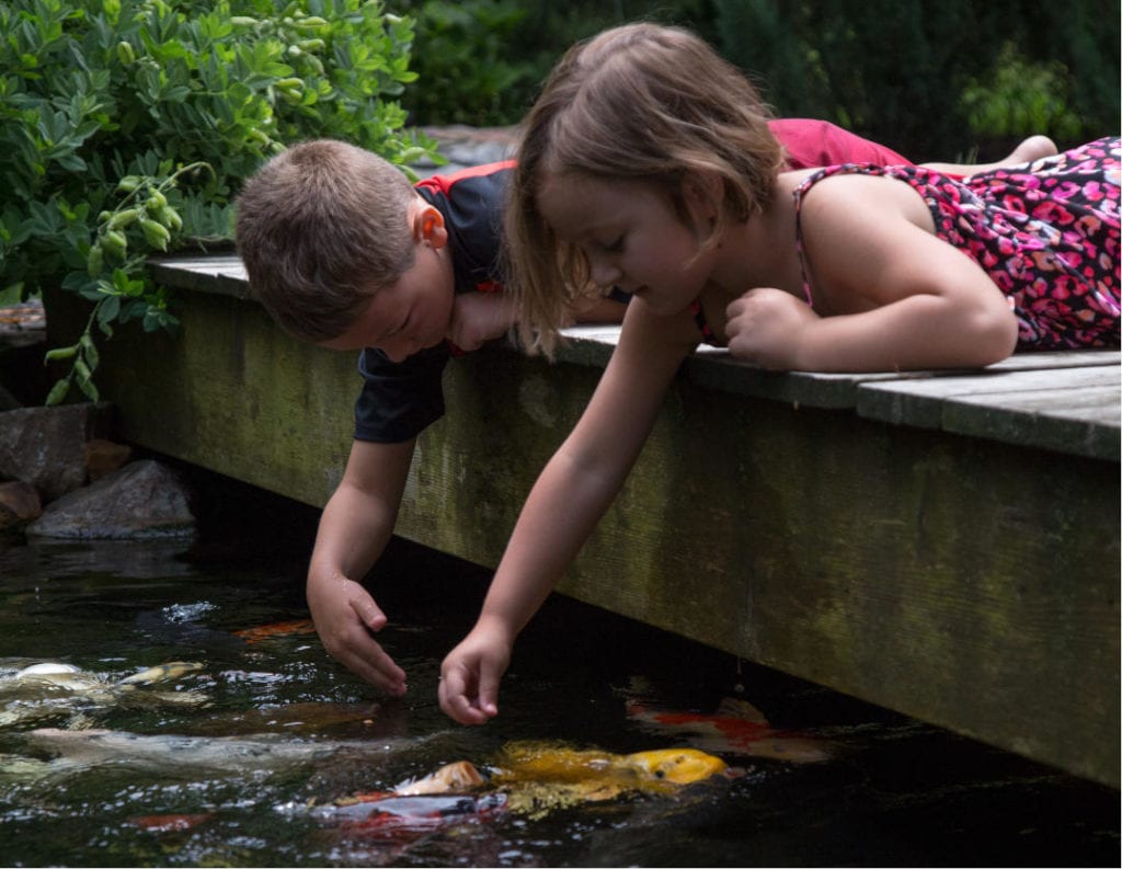 Taking care shop of a pond