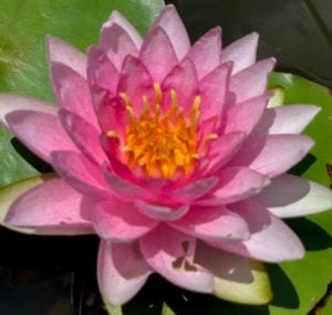 Darwin Waterlily