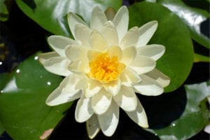 Denver Waterlily