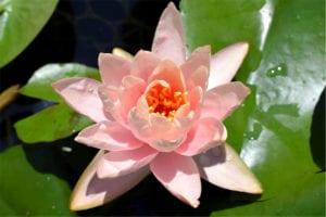 Patio Joe Waterlily