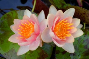 Chrysantha Dwarf Hardy Waterlily