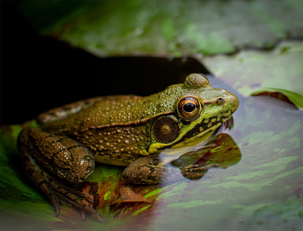 Frog low res