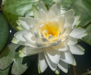 Gonnere Hardy Waterlily
