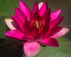 Laydekeri Fulgens Hardy Waterlily