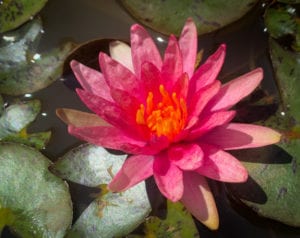 Little Sue Dwarf Hardy Waterlily