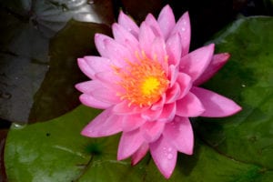 Pink Sensation Hardy Waterlily