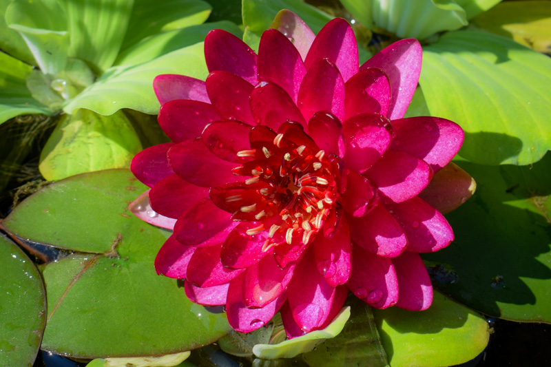 Manee Red Hardy Waterlily