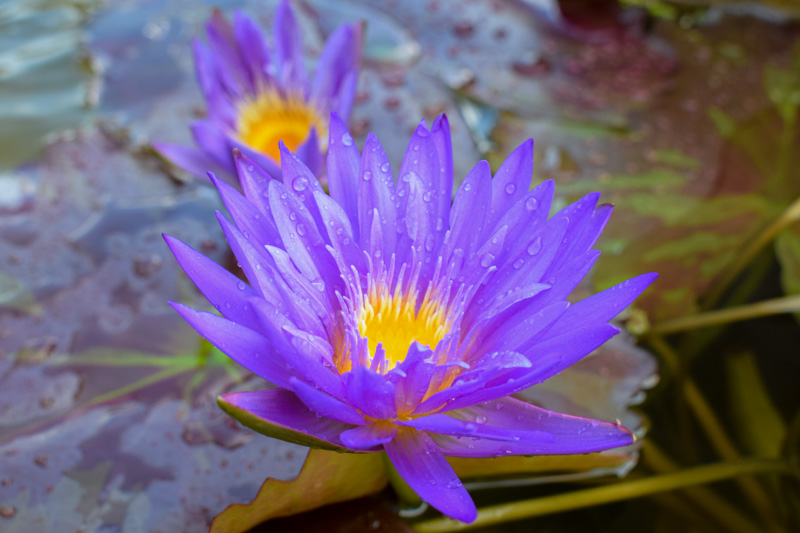 Ultraviolet Tropical Waterlily