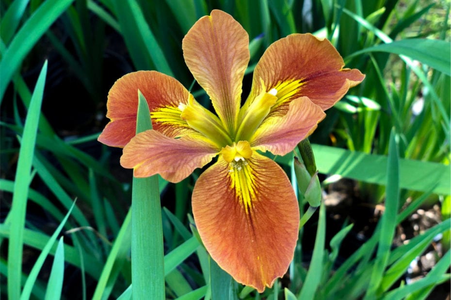 Copper Iris Edit