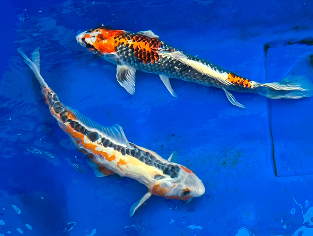 Fish
