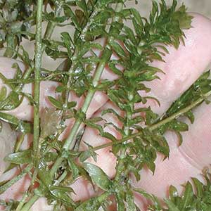 hydrilla elodea