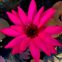 Jennifer Rebecca (NB) Jennifer Rebecca Tropical Waterlily