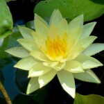 Joey Tomocik Waterlily