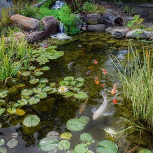 Lotus Pond 2376439003