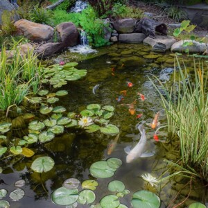 Lotus Pond