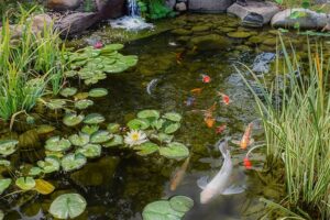 Lotus Pond 2845200002