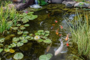 Lotus Pond