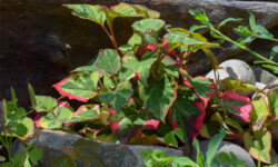 Chameleon Plant